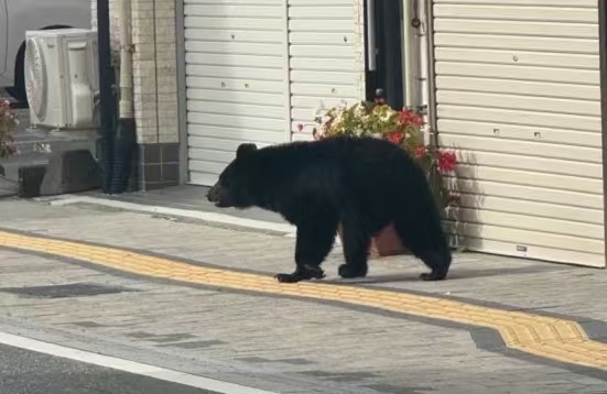 日本多地接连报告有熊出现在人类居住区