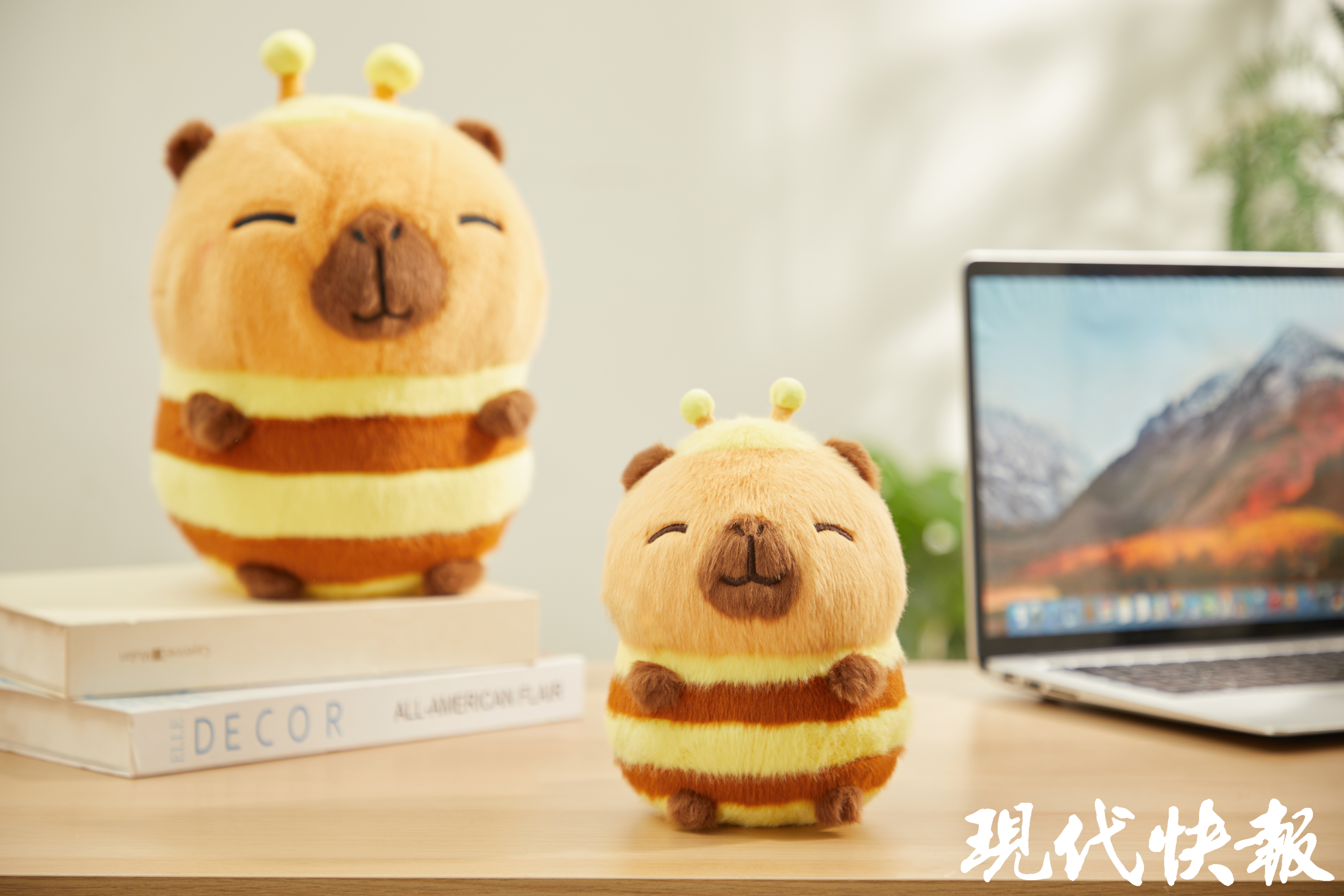 卡皮巴拉小黄豚