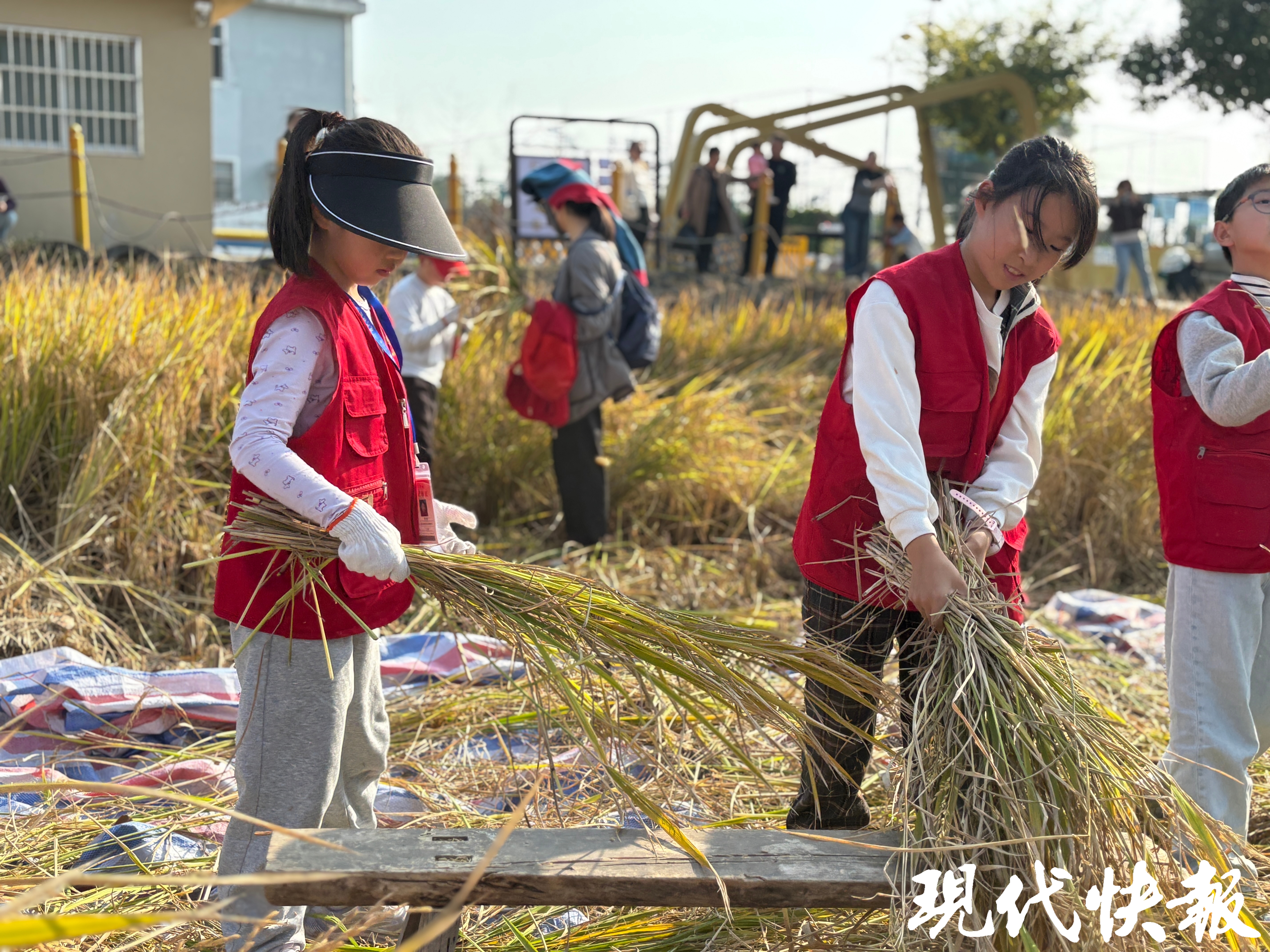 小记者们尝试“打稻谷”