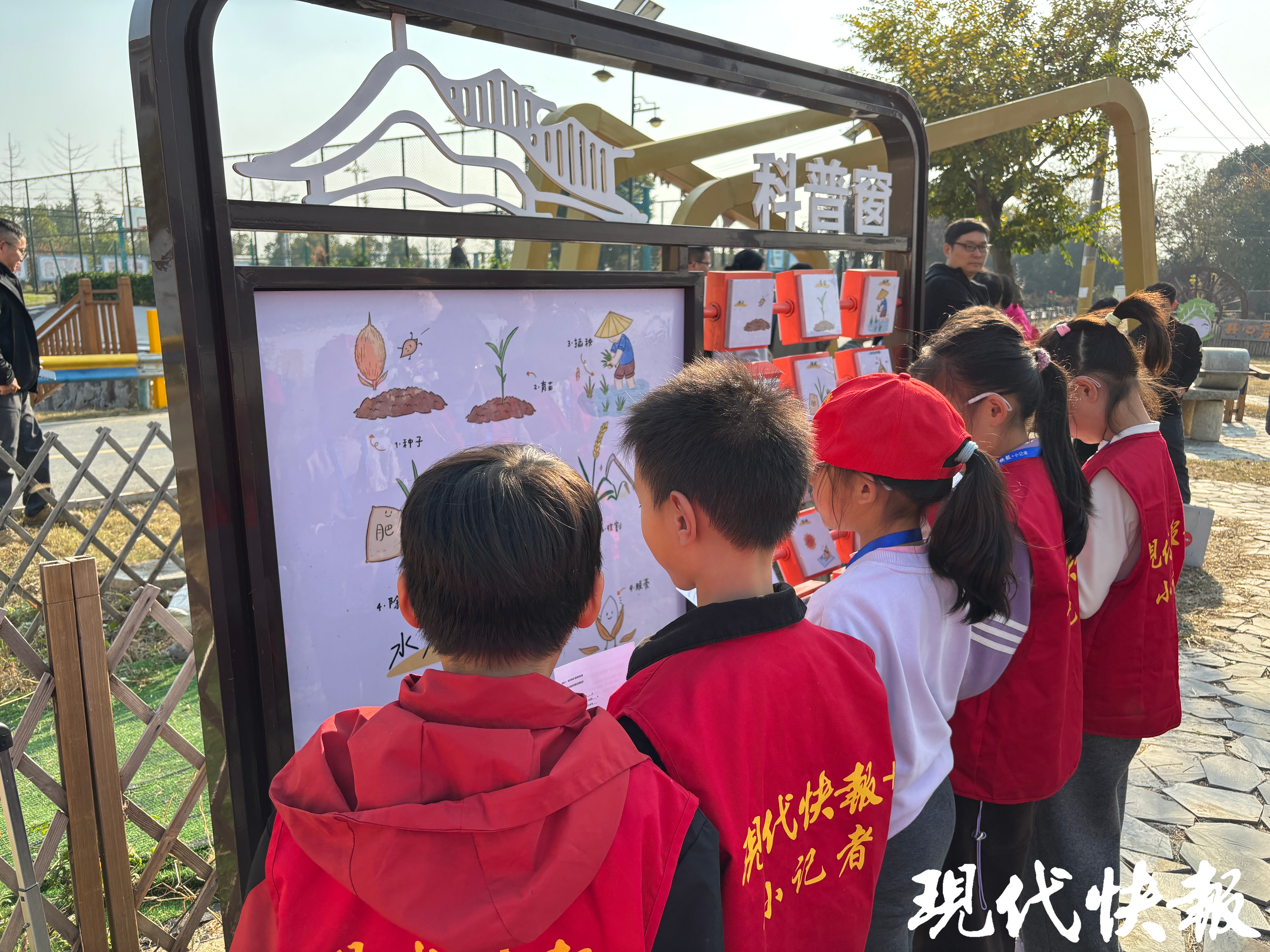 小记者们了解水稻的生长过程